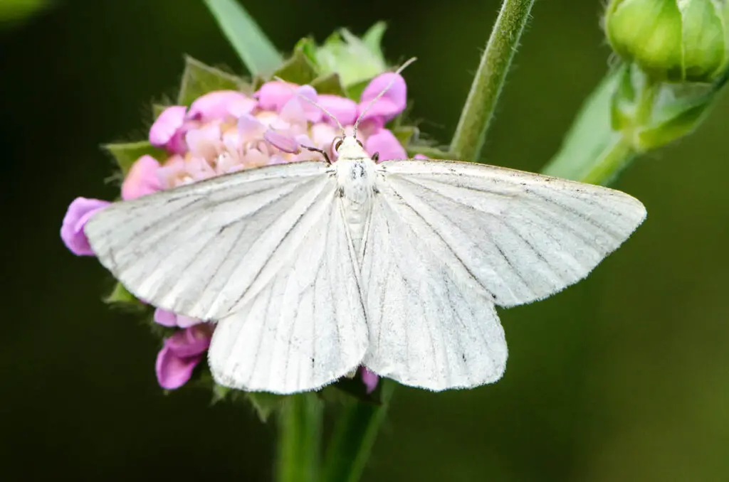 White Butterfly Meaning Symbolism Spiritual Significance