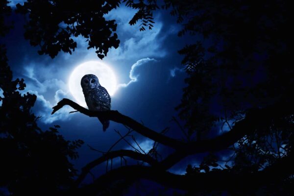 the-spiritual-meaning-of-seeing-an-owl-at-night