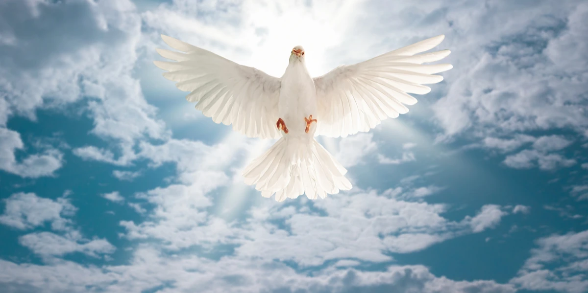 Understanding the Spiritual Meaning of a Dove