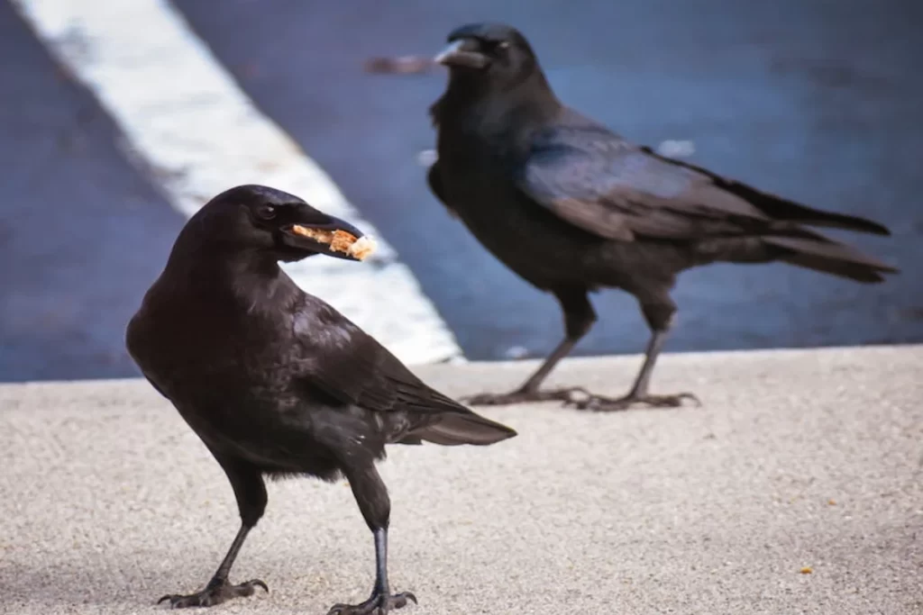 The Spiritual Meaning of Number of Crows (1 to 10 Crows!)