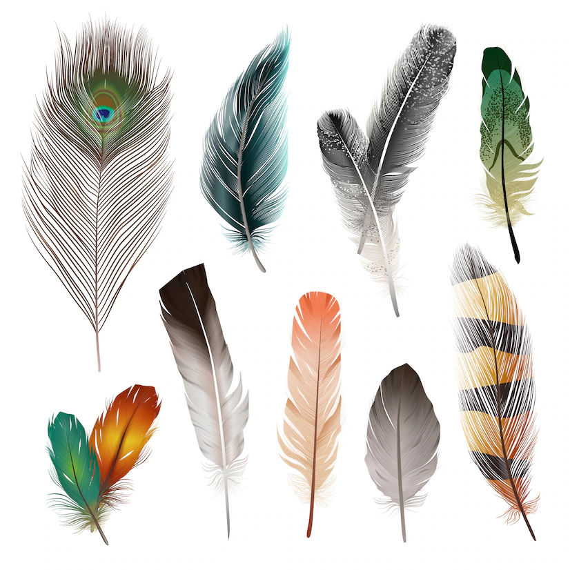 Spiritual Meaning of Feathers Different Types and Colors