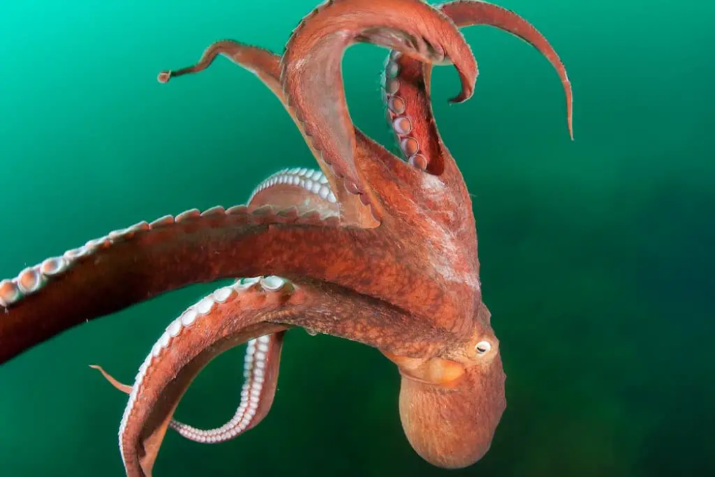 Octopus Symbolism & Meaning: Totem, Spirit & Omens