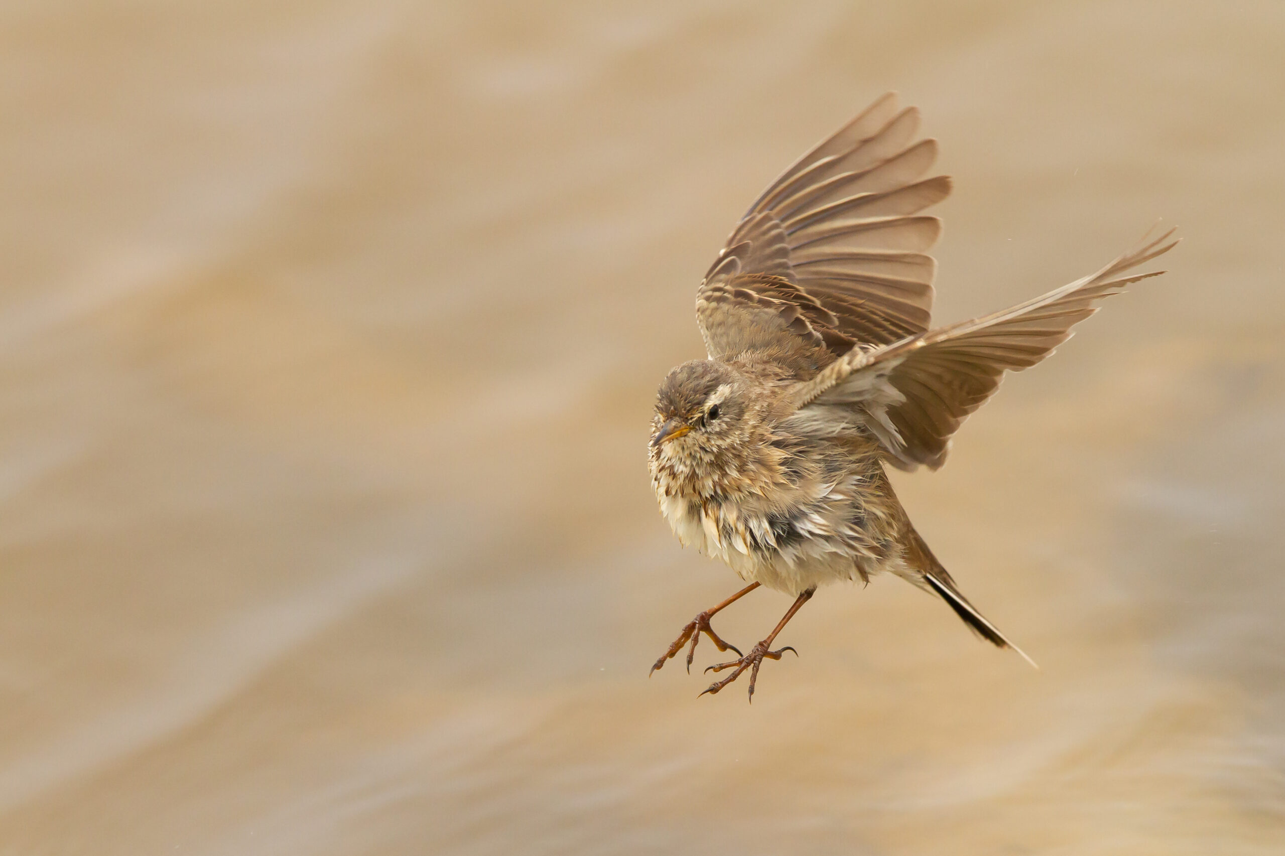 the-spiritual-meaning-of-a-brown-bird-flying-into-your-house